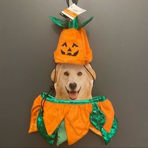 M/L Dog Jack ’O’Lantern/Pumpkin Pet Costume (Hat & “Tutu”)